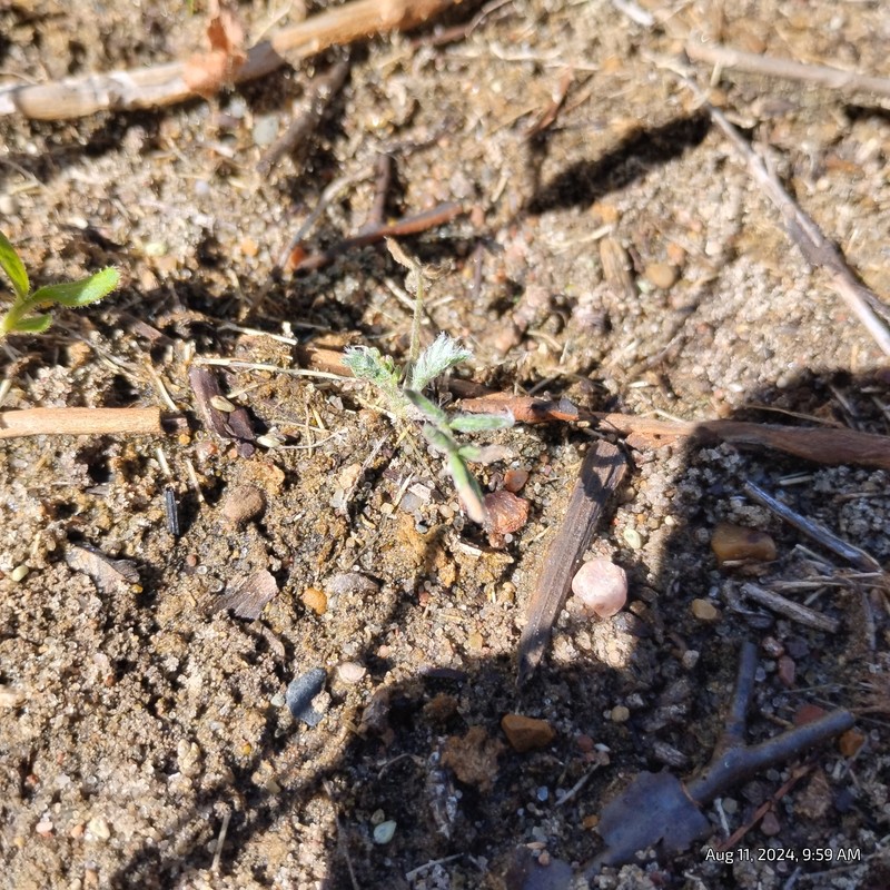 Oxytropis campestris var. chartacea photo 7