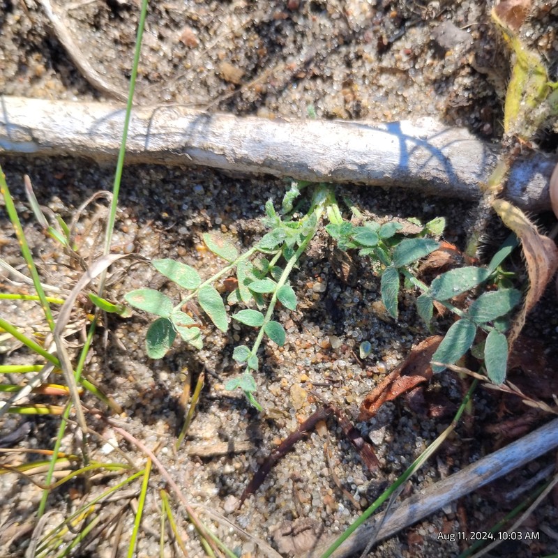 Oxytropis campestris var. chartacea photo 8