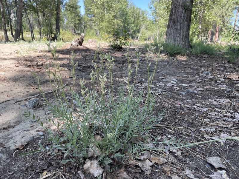 Oxytropis campestris var. columbiana