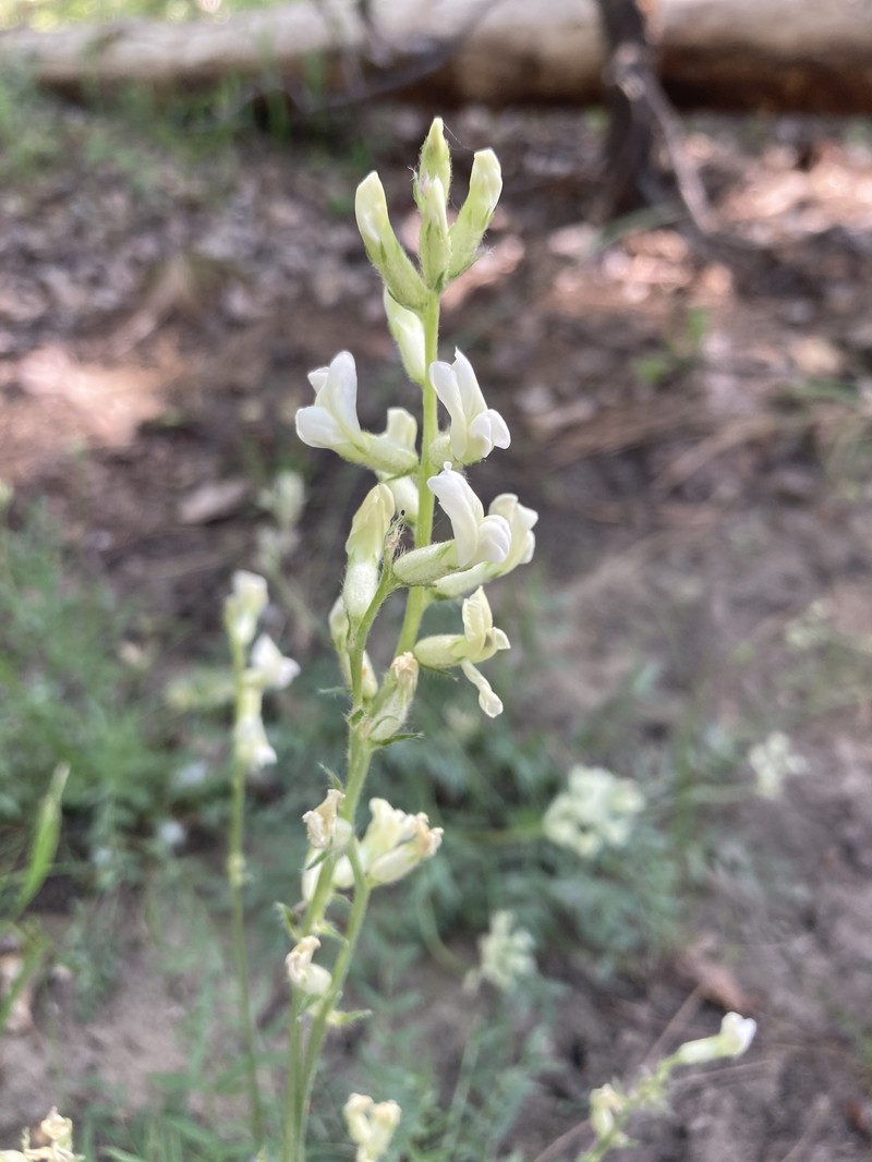 Oxytropis campestris var. columbiana photo 2