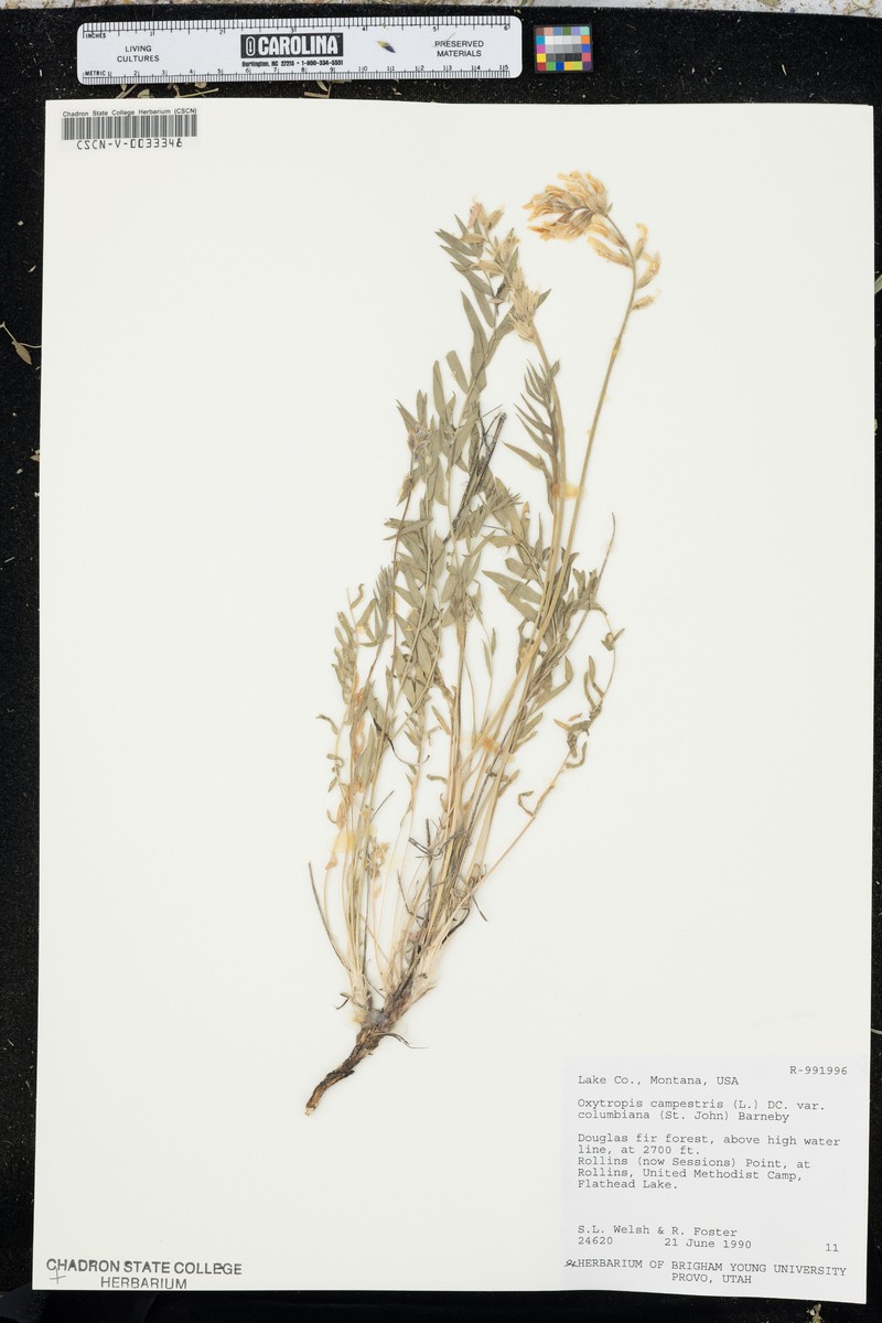 Oxytropis campestris var. columbiana photo 3
