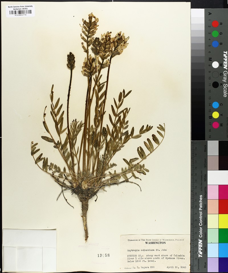 Oxytropis campestris var. columbiana photo 4