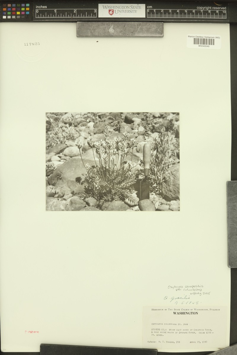 Oxytropis campestris var. columbiana photo 5