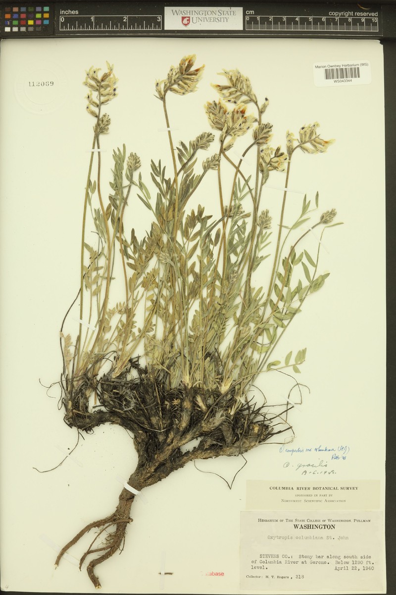 Oxytropis campestris var. columbiana photo 6