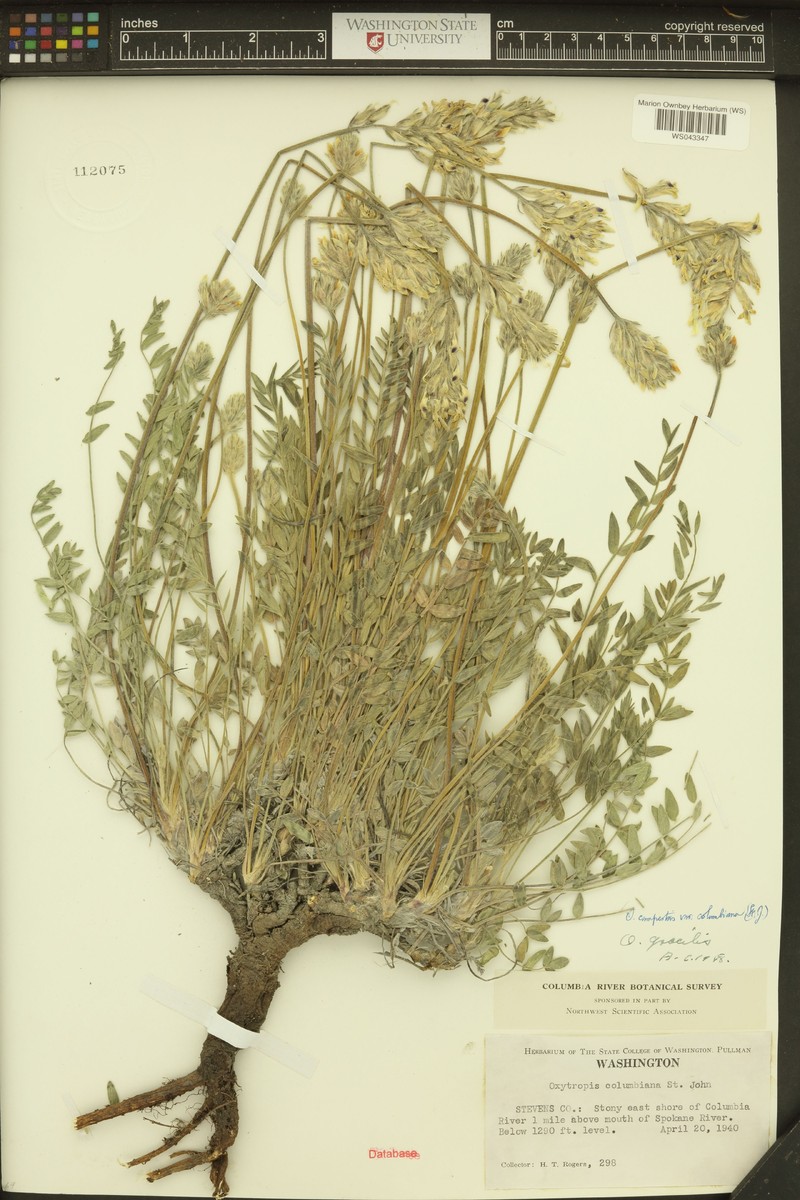 Oxytropis campestris var. columbiana photo 7