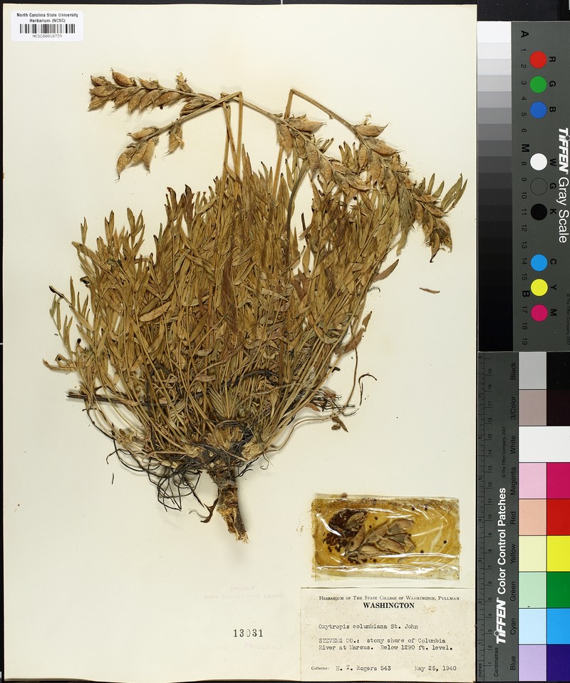 Oxytropis campestris var. columbiana photo 8