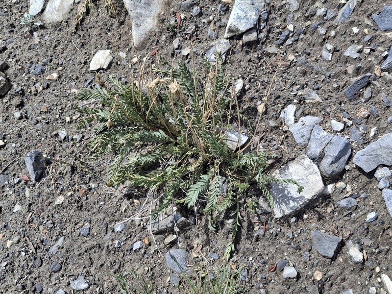 Oxytropis campestris var. cusickii