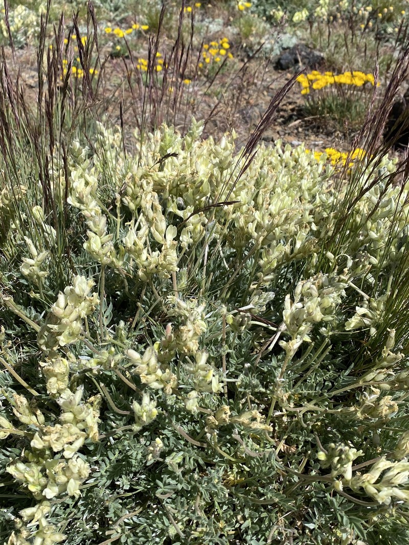 Oxytropis campestris var. cusickii photo 2