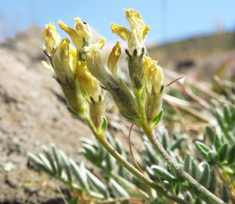 Oxytropis campestris var. cusickii photo 4