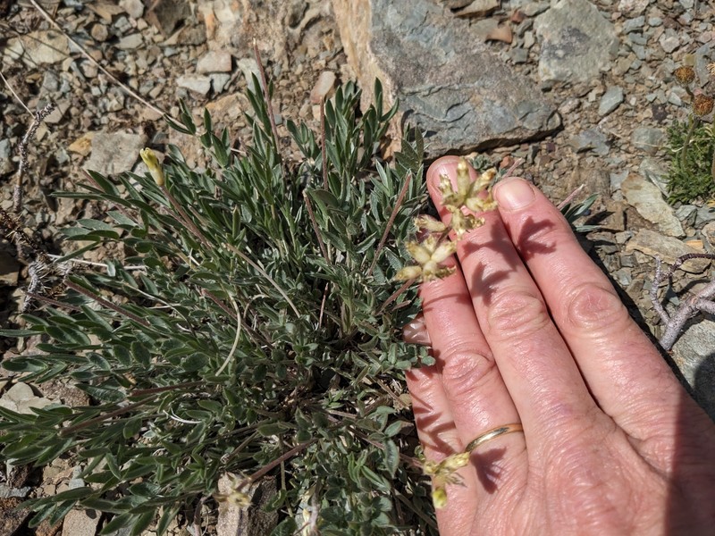Oxytropis campestris var. cusickii photo 5