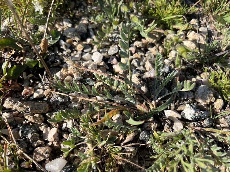 Oxytropis campestris var. cusickii photo 6
