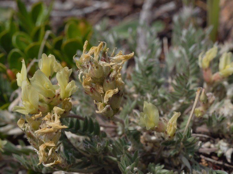 Oxytropis campestris var. cusickii photo 8