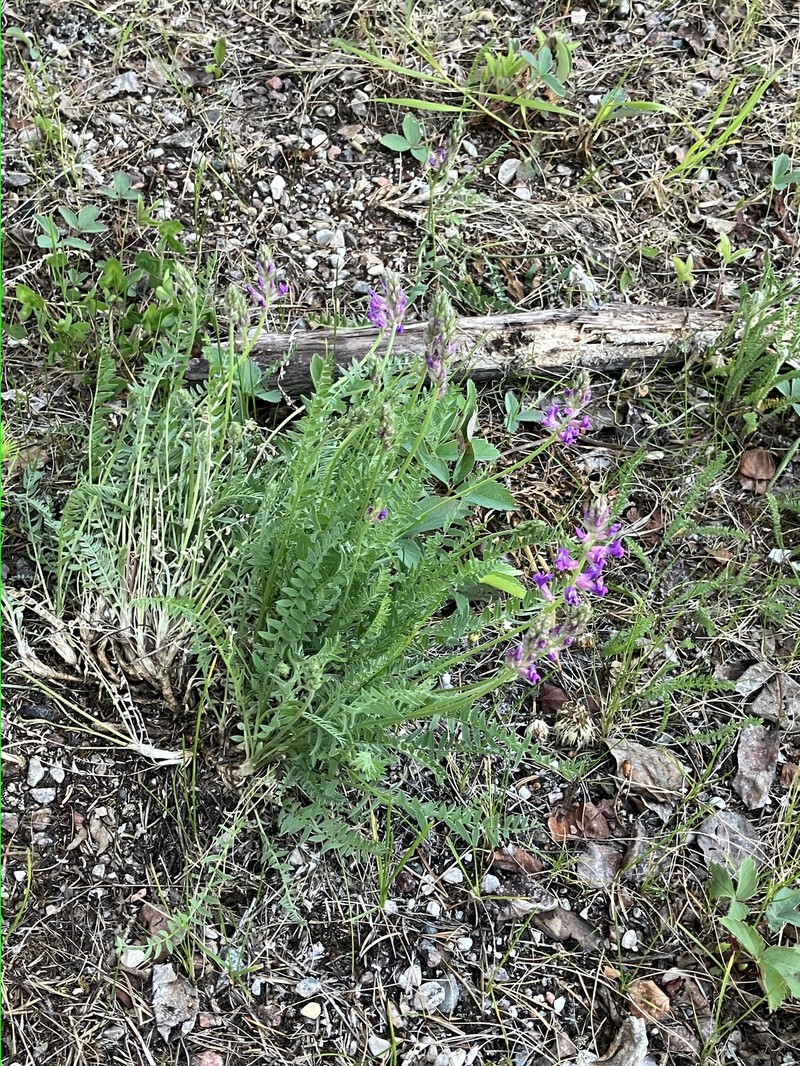 Oxytropis campestris var. davisii