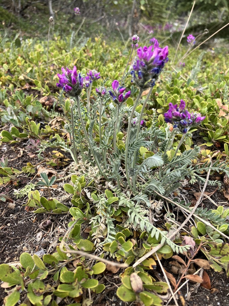 Oxytropis campestris var. davisii photo 2