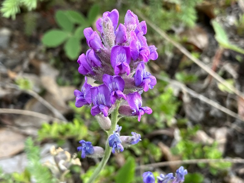 Oxytropis campestris var. davisii photo 3