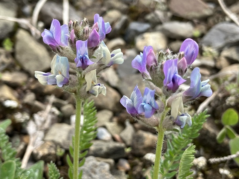 Oxytropis campestris var. davisii photo 4