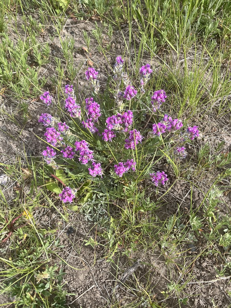 Oxytropis campestris var. dispar