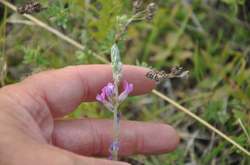 Oxytropis campestris var. dispar photo 2
