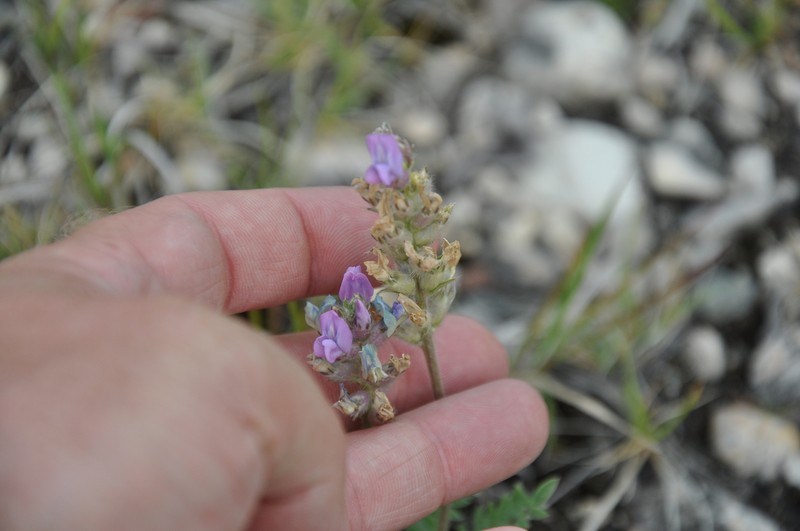 Oxytropis campestris var. dispar photo 3