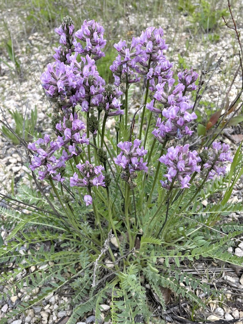 Oxytropis campestris var. dispar photo 4