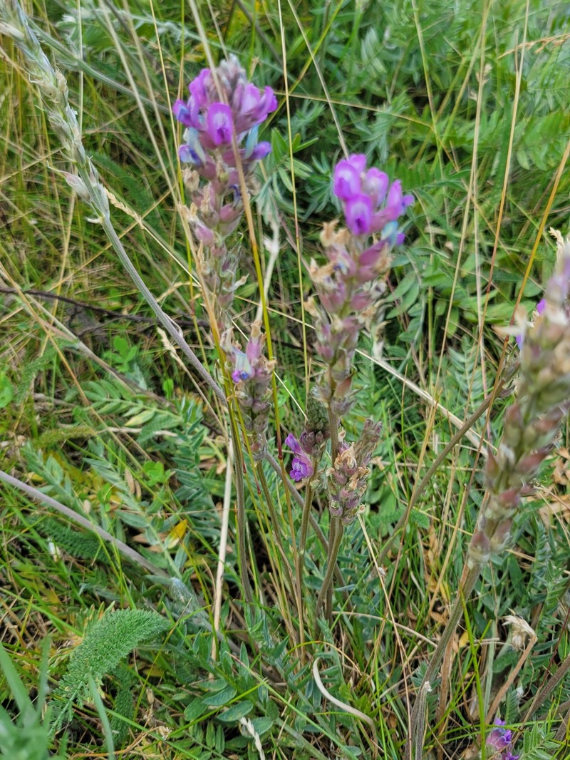 Oxytropis campestris var. dispar photo 5
