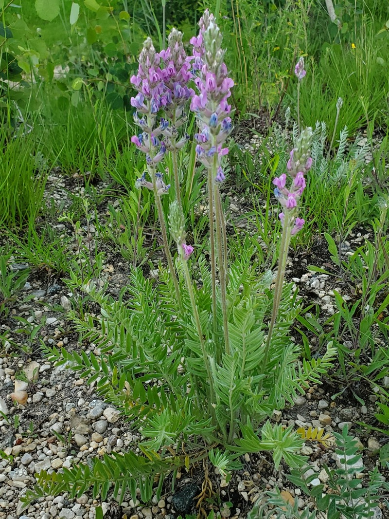 Oxytropis campestris var. dispar photo 6