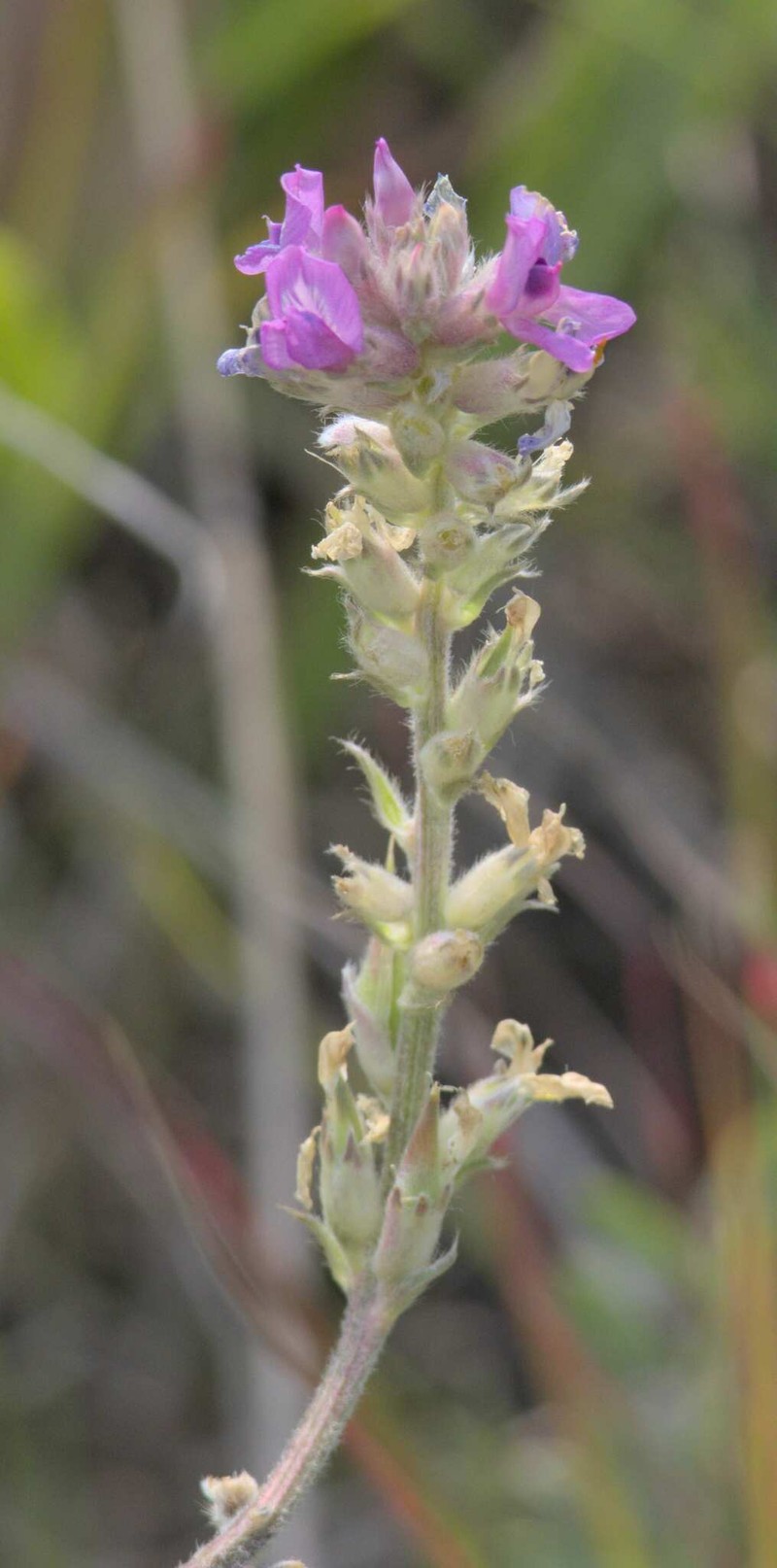 Oxytropis campestris var. dispar photo 7