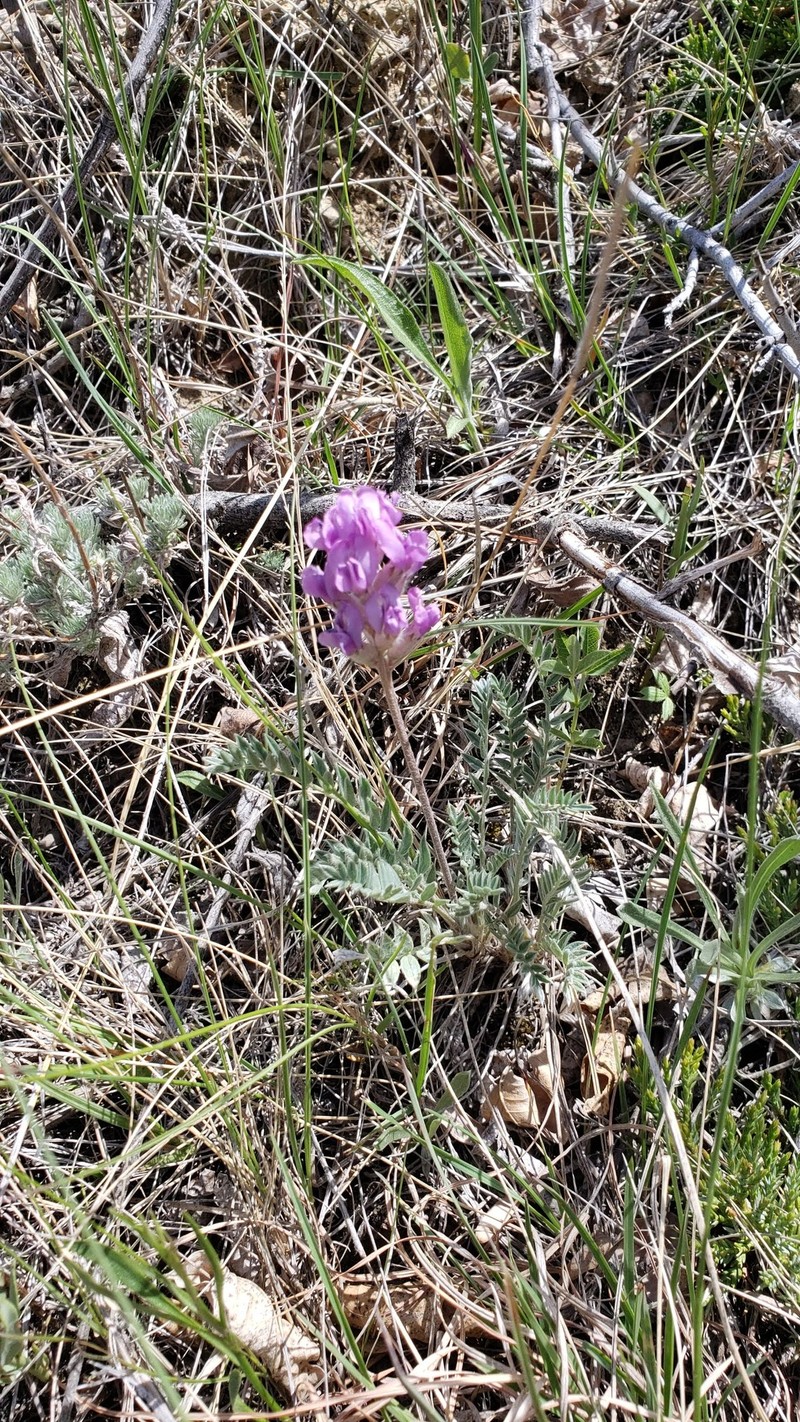 Oxytropis campestris var. dispar photo 8