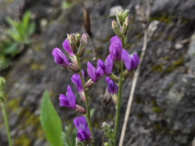 Oxytropis campestris var. johannensis