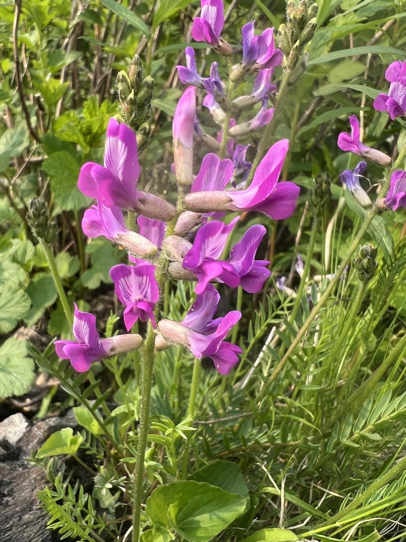 Oxytropis campestris var. johannensis photo 2