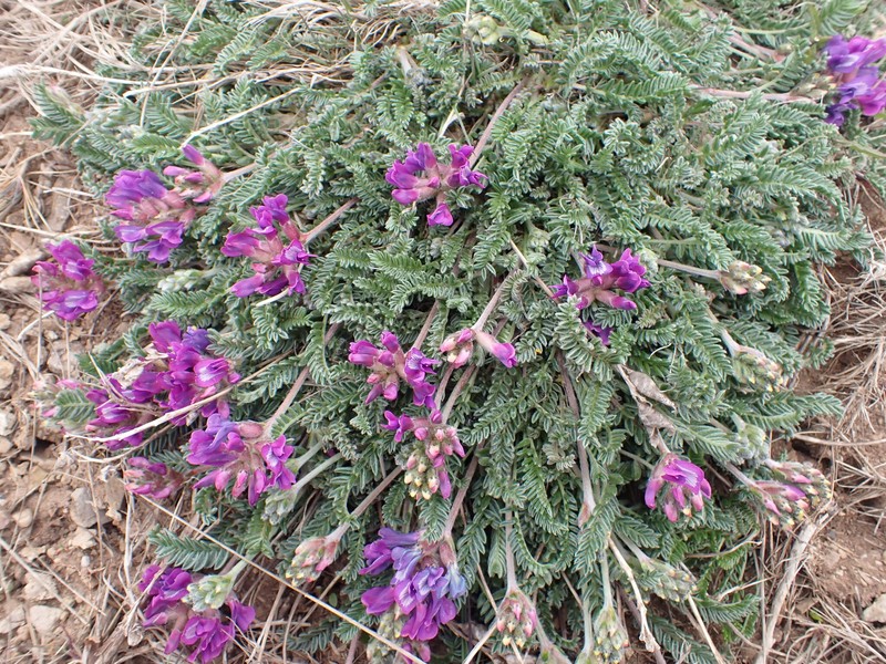 Oxytropis campestris var. johannensis photo 3