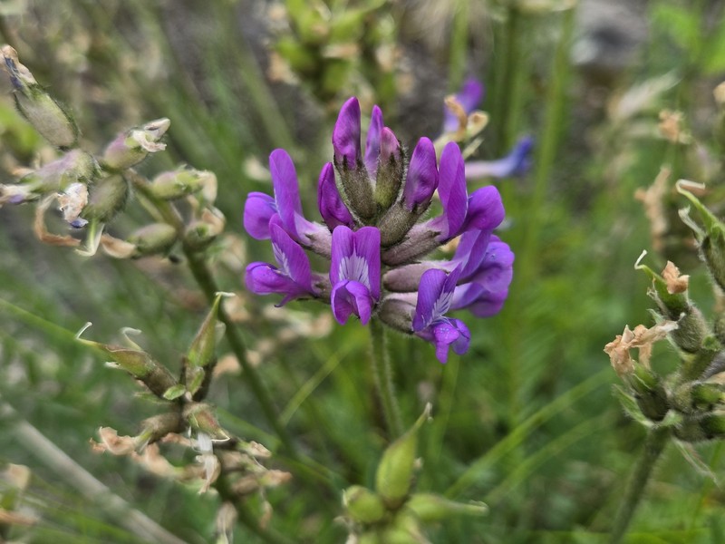 Oxytropis campestris var. johannensis photo 4