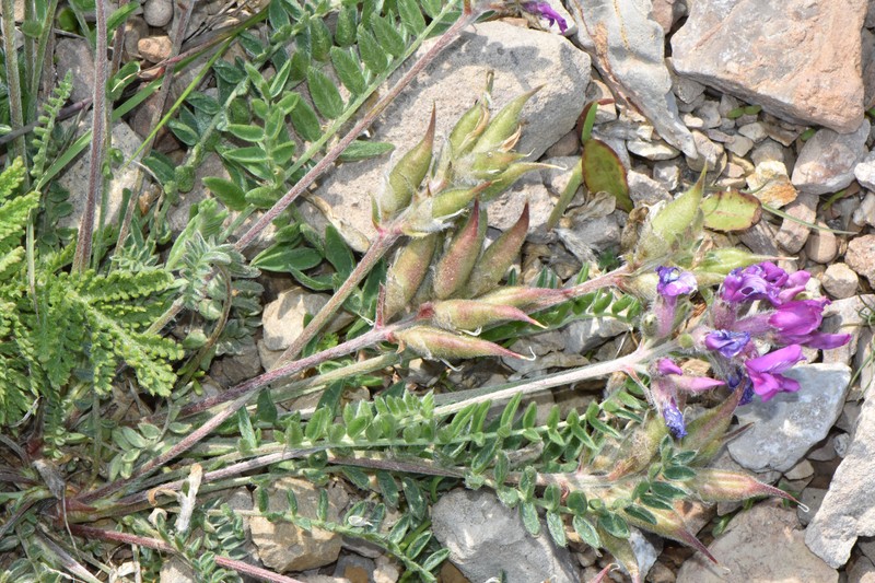 Oxytropis campestris var. johannensis photo 5