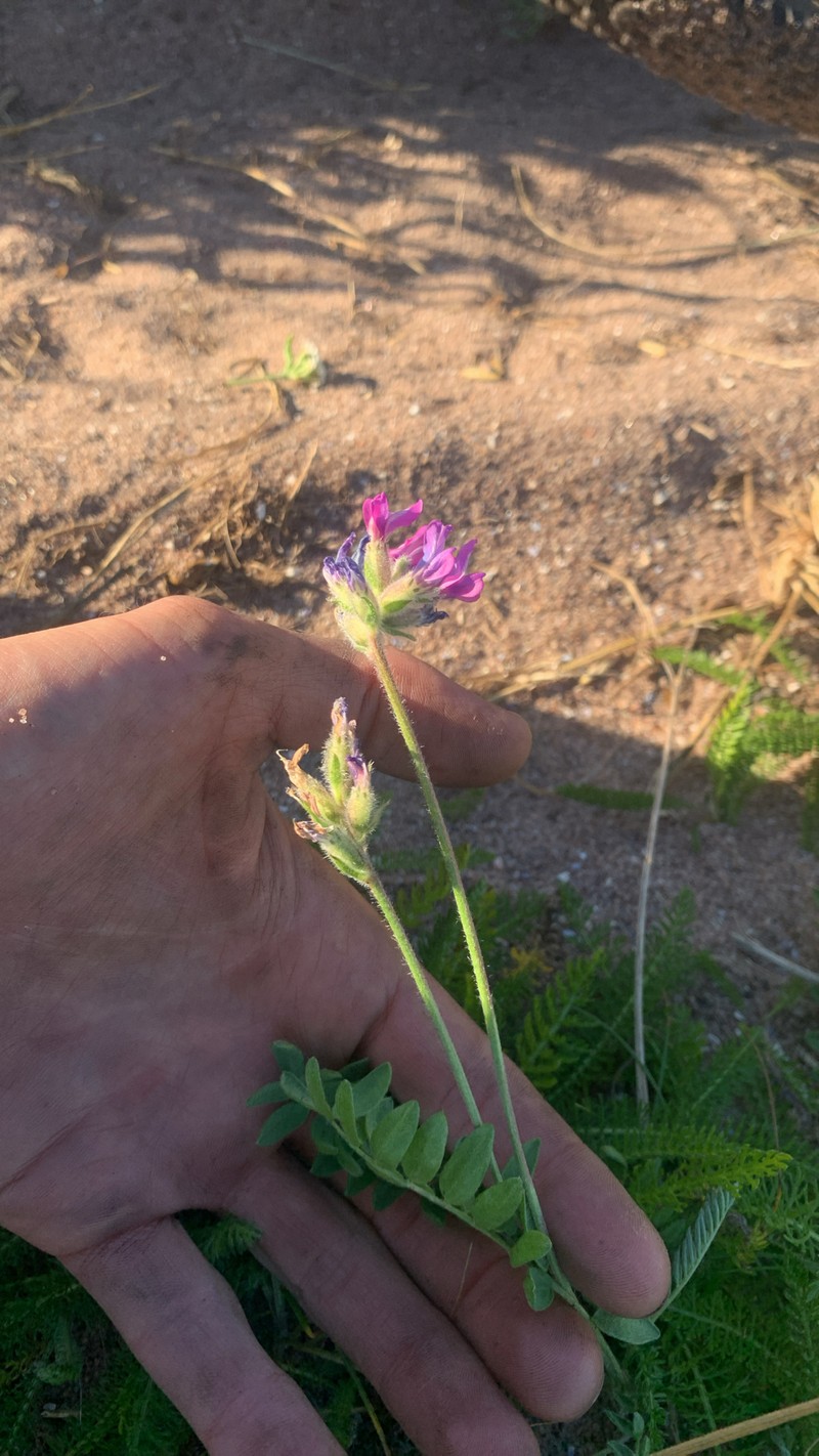 Oxytropis campestris var. johannensis photo 6