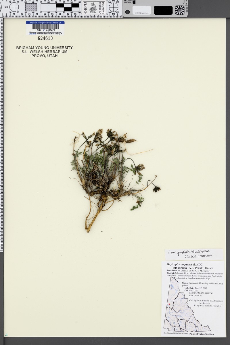 Oxytropis campestris var. jordalii