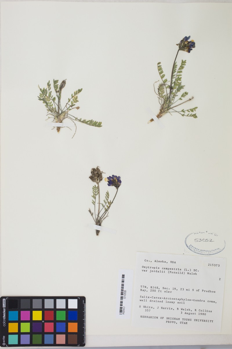 Oxytropis campestris var. jordalii photo 4