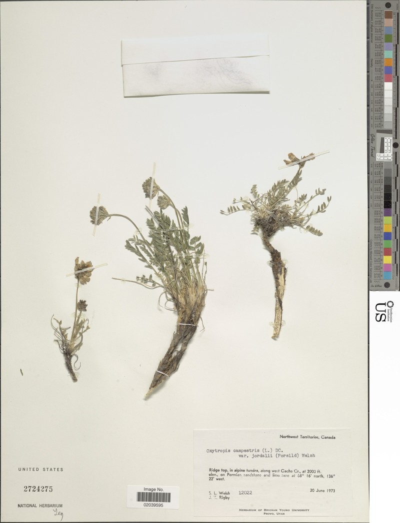Oxytropis campestris var. jordalii photo 5