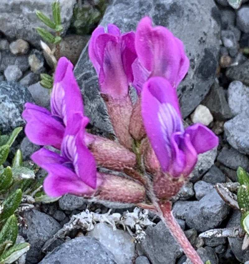 Oxytropis campestris var. minor