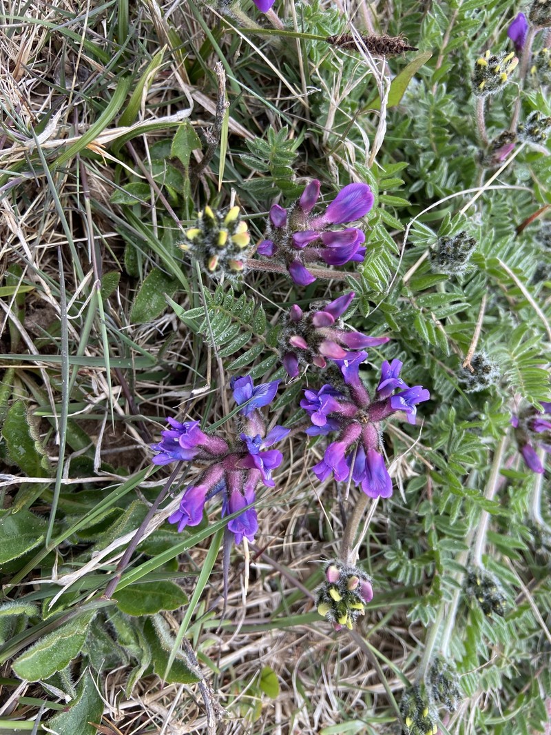 Oxytropis campestris var. minor photo 2