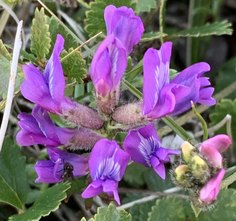 Oxytropis campestris var. minor photo 3