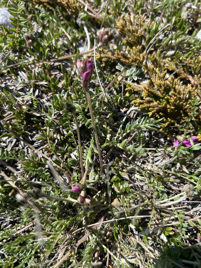 Oxytropis campestris var. minor photo 4