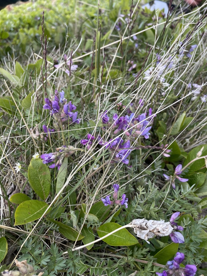 Oxytropis campestris var. roaldii