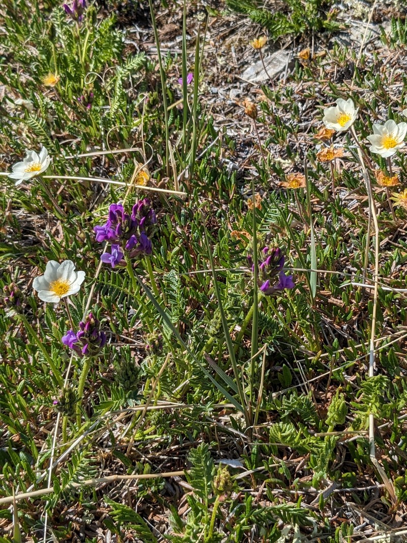 Oxytropis campestris var. roaldii photo 2