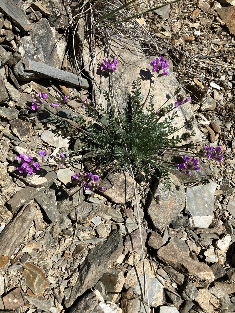 Oxytropis campestris var. roaldii photo 3