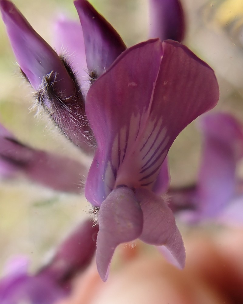 Oxytropis campestris var. roaldii photo 4