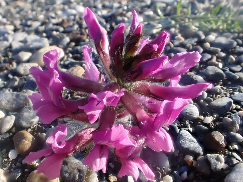 Oxytropis campestris var. roaldii photo 5