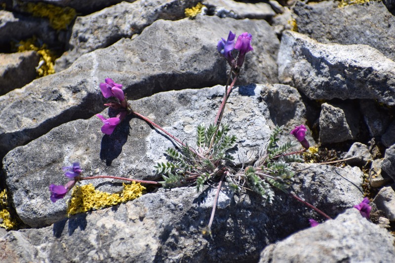 Oxytropis campestris var. roaldii photo 6