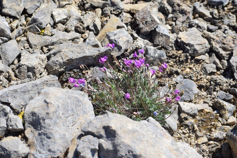 Oxytropis campestris var. roaldii photo 7