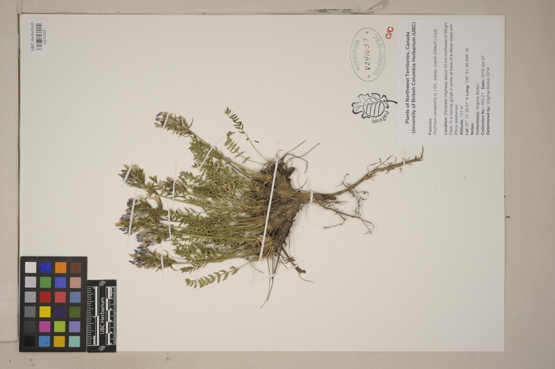 Oxytropis campestris var. roaldii photo 8