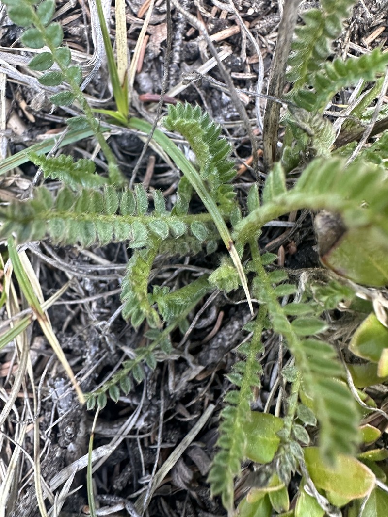 Yellowflower Locoweed photo 2